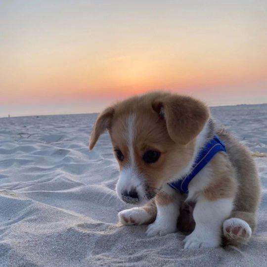 AG超玩会梦泪1798